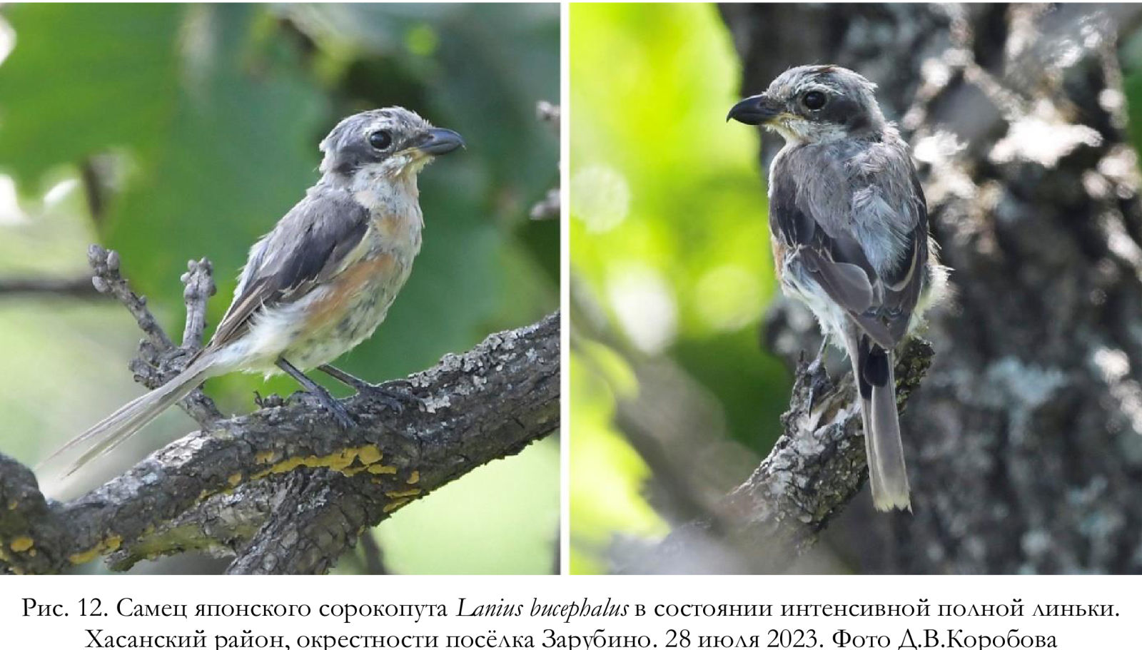 Самец японского сорокопута Lanius bucephalus в состоянии интенсивной полной линьки