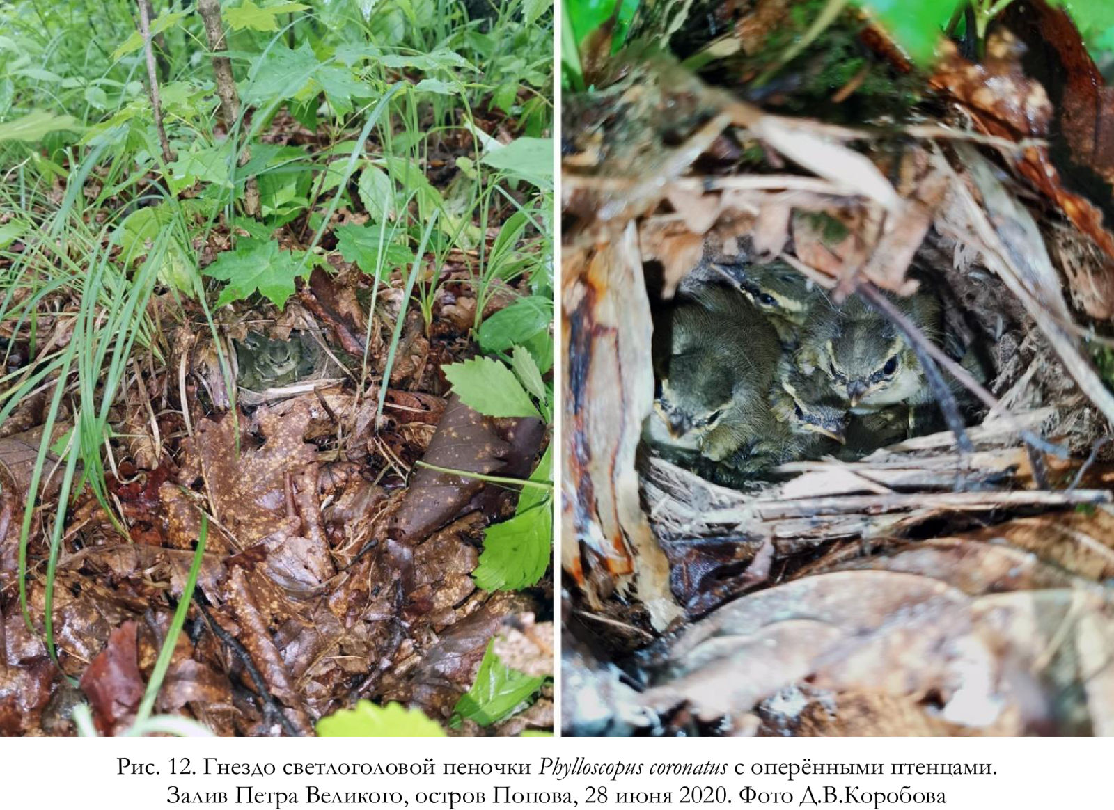 Гнездо светлоголовой пеночки Phylloscopus coronatus с оперёнными птенцами