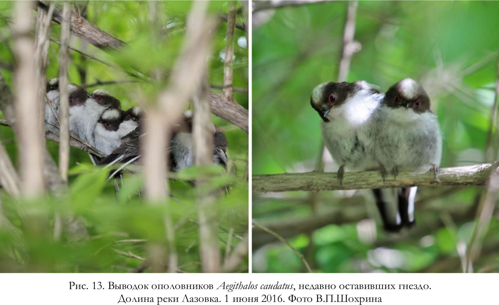 Выводок ополовников Aegithalos caudatus, недавно оставивших гнездо