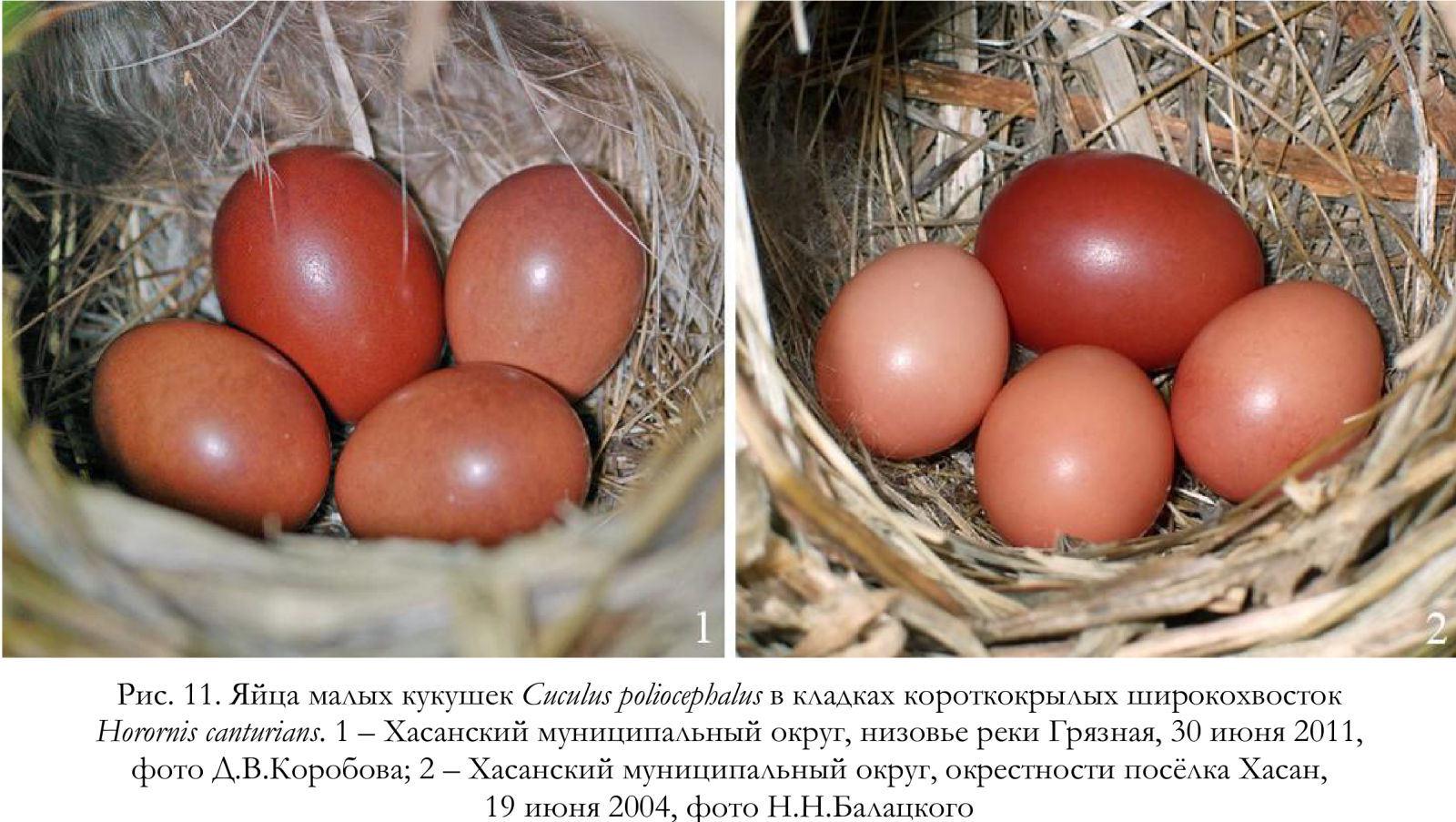 Яйца малых кукушек Cuculus poliocephalus в кладках короткокрылых широкохвосток
Horornis canturians