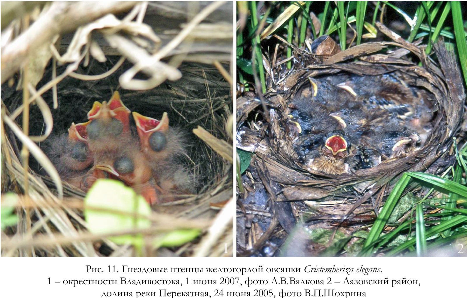 Гнездовые птенцы желтогорлой овсянки Cristemberiza elegans.