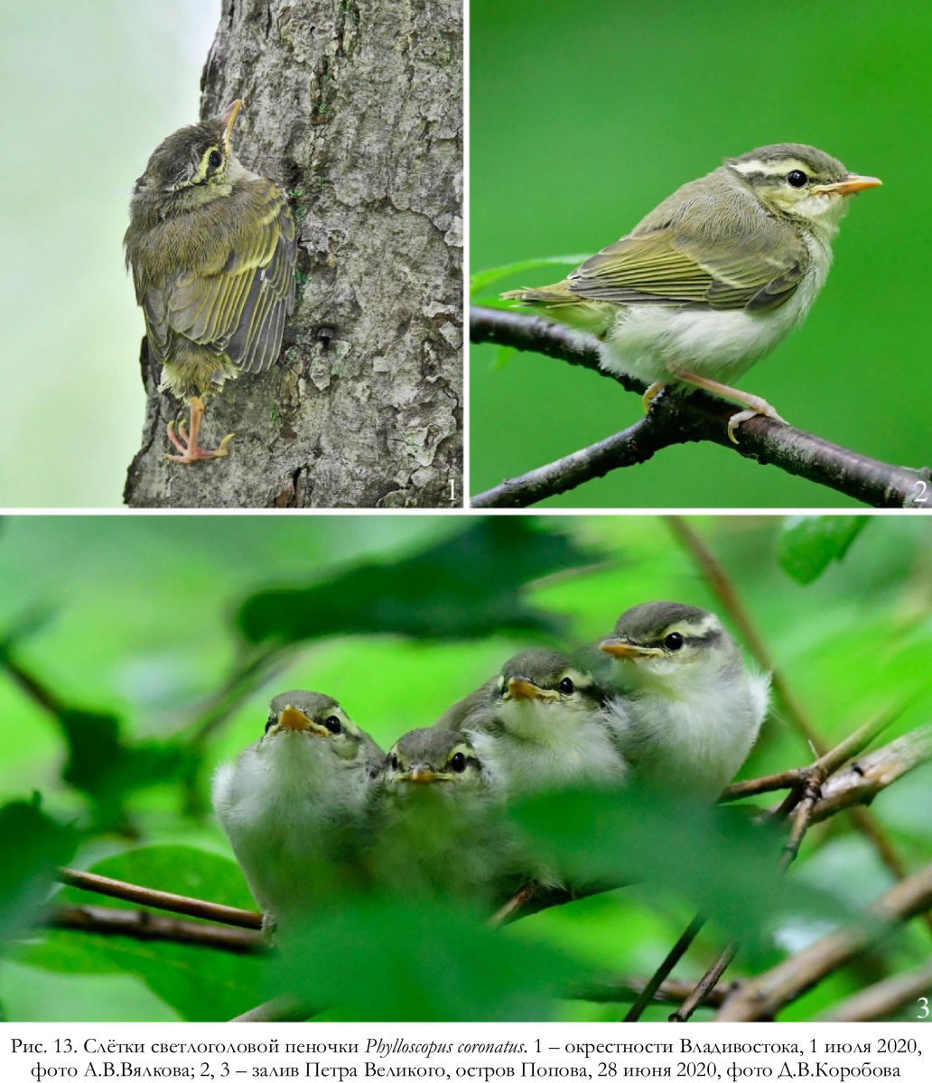 Слётки светлоголовой пеночки Phylloscopus coronatus