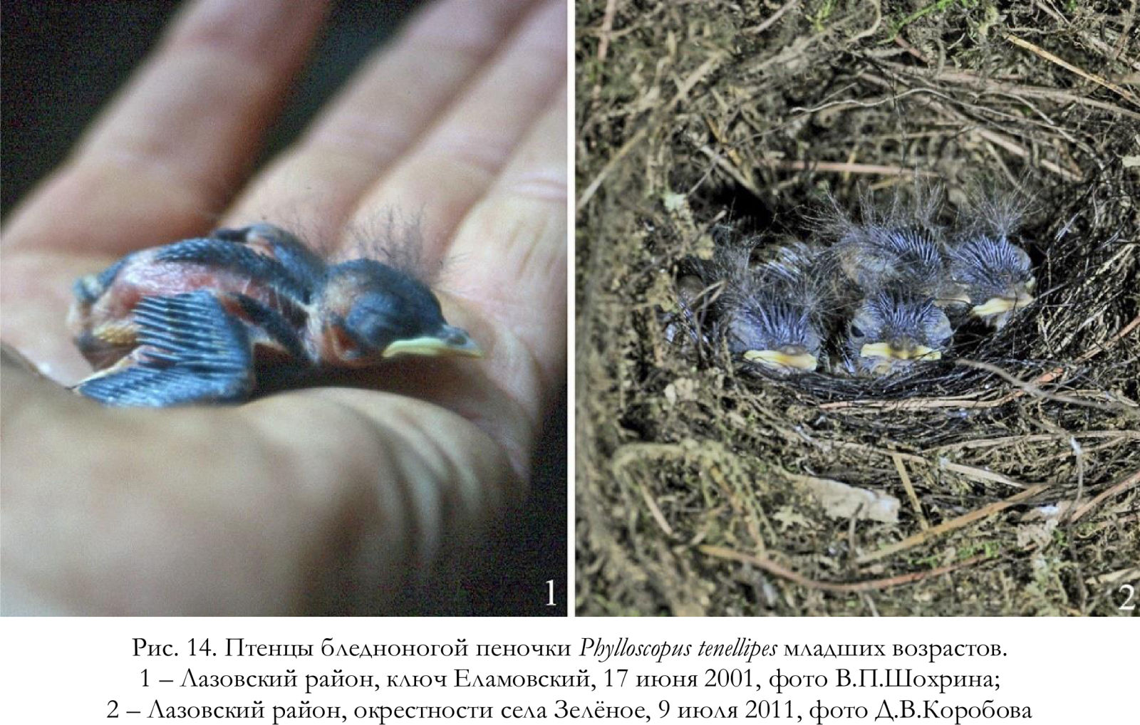 Птенцы бледноногой пеночки Phylloscopus tenellipes младших возрастов.