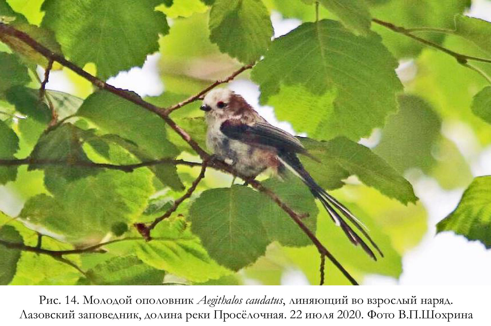 Молодой ополовник Aegithalos caudatus, линяющий во взрослый наряд.
