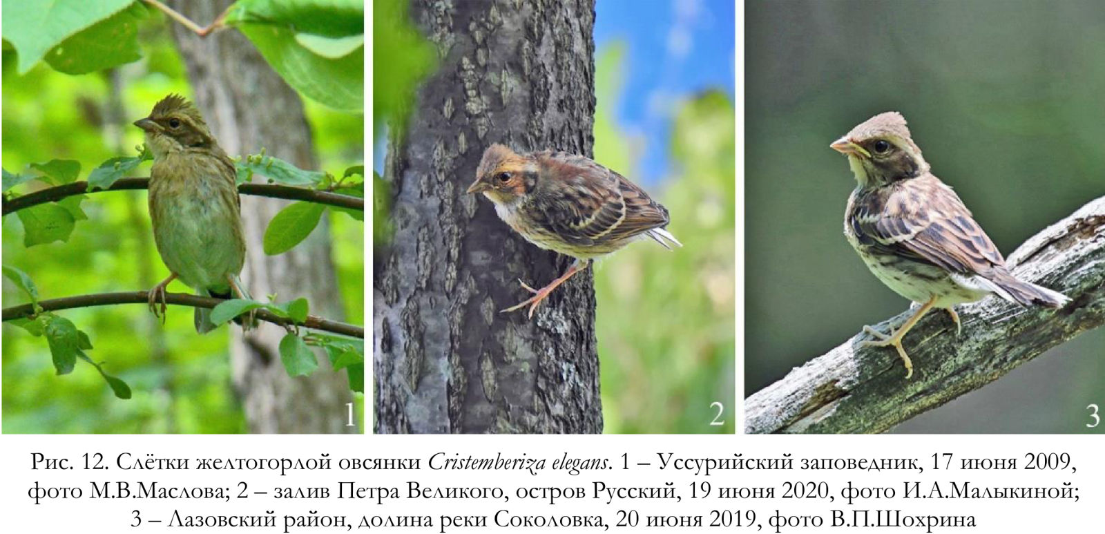 Слётки желтогорлой овсянки Cristemberiza elegans
