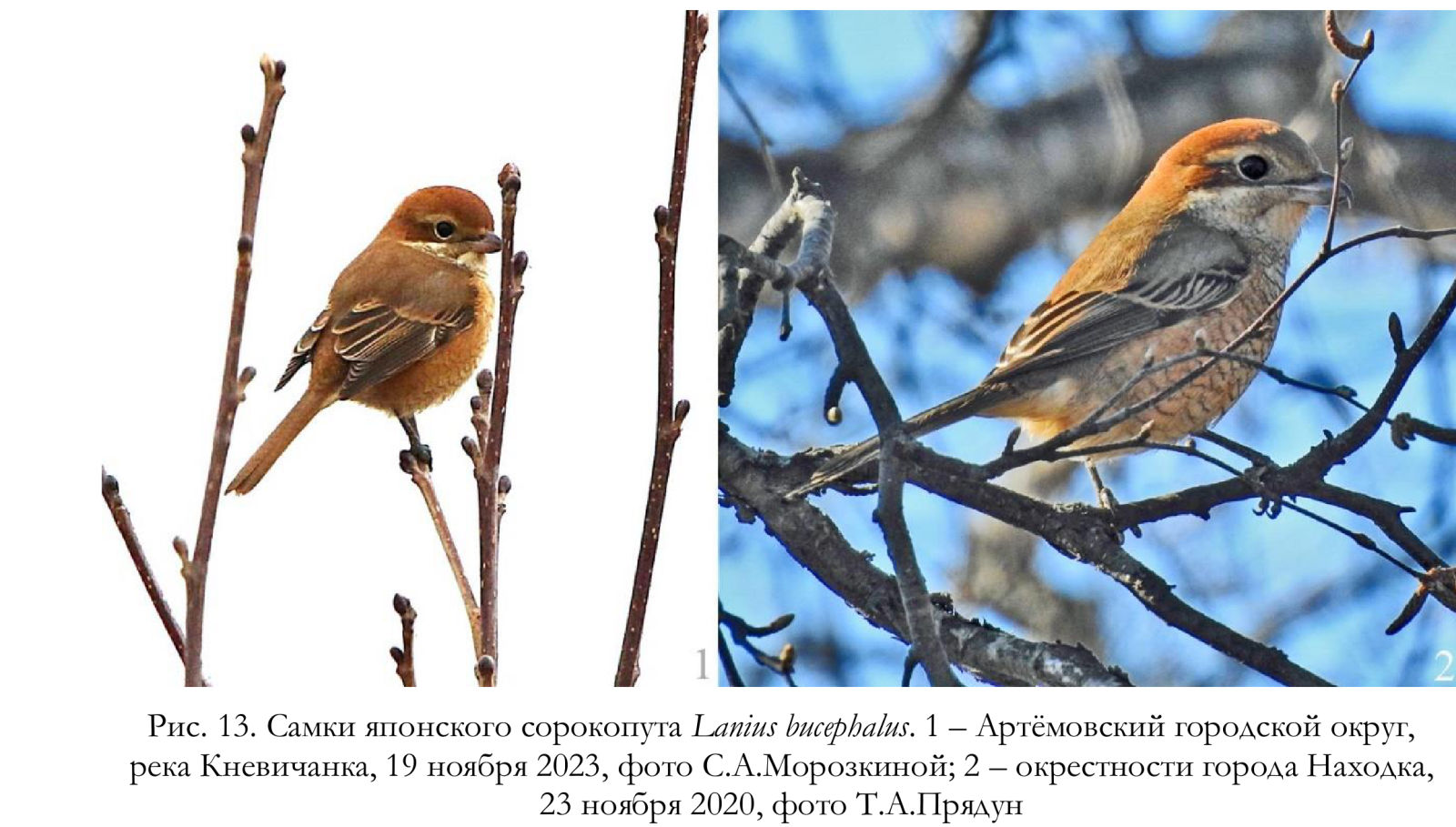 Самки японского сорокопута Lanius bucephalus.