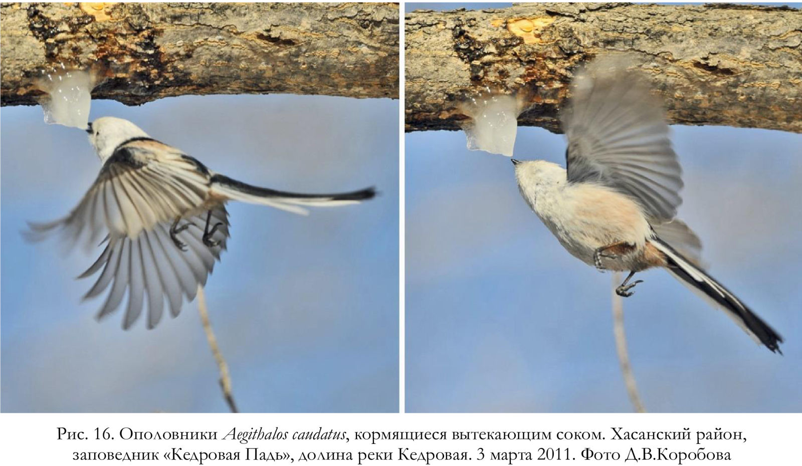 Ополовники Aegithalos caudatus, кормящиеся вытекающим соком.