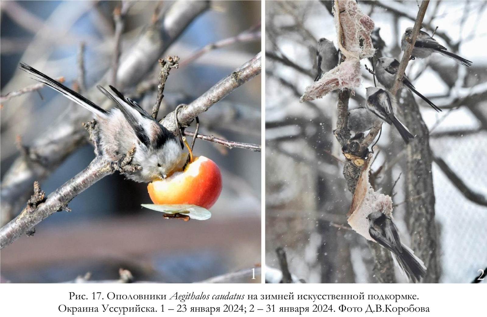 Ополовники Aegithalos caudatus на зимней искусственной подкормке