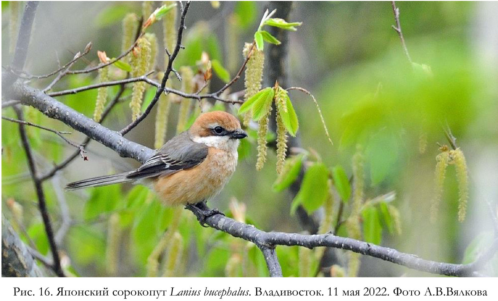 Японский сорокопут Lanius bucephalus. Владивосток