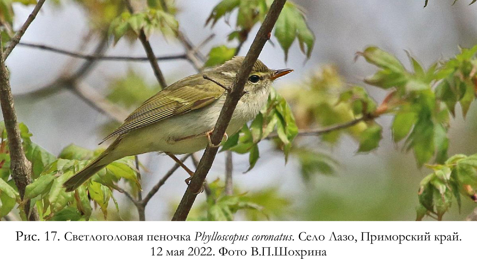 Светлоголовая пеночка Phylloscopus coronatus. Село Лазо, Приморский край