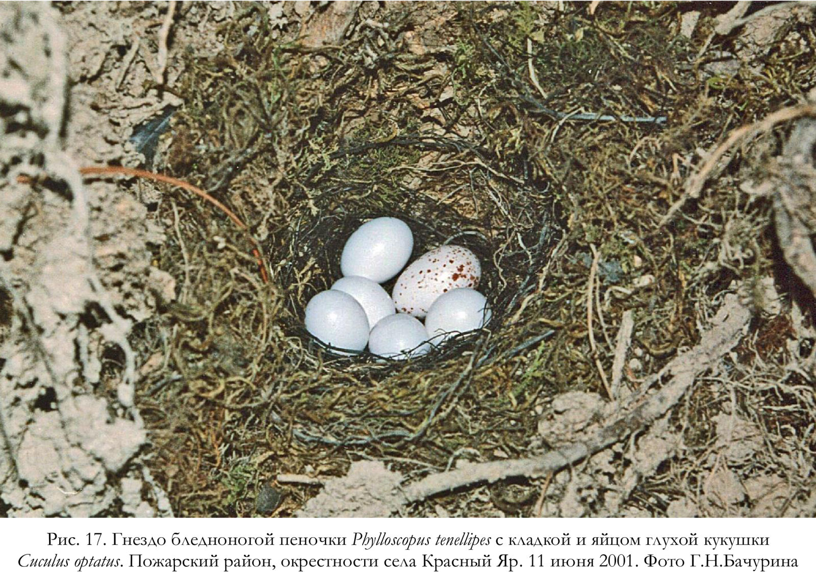 Гнездо бледноногой пеночки Phylloscopus tenellipes с кладкой и яйцом глухой кукушки Cuculus optatus