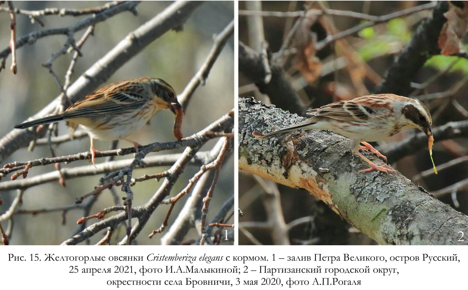 Желтогорлые овсянки Cristemberiza elegans с кормом