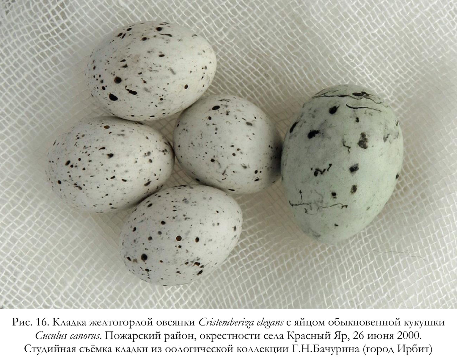 Кладка желтогорлой овсянки Cristemberiza elegans с яйцом обыкновенной кукушки Cuculus canorus.