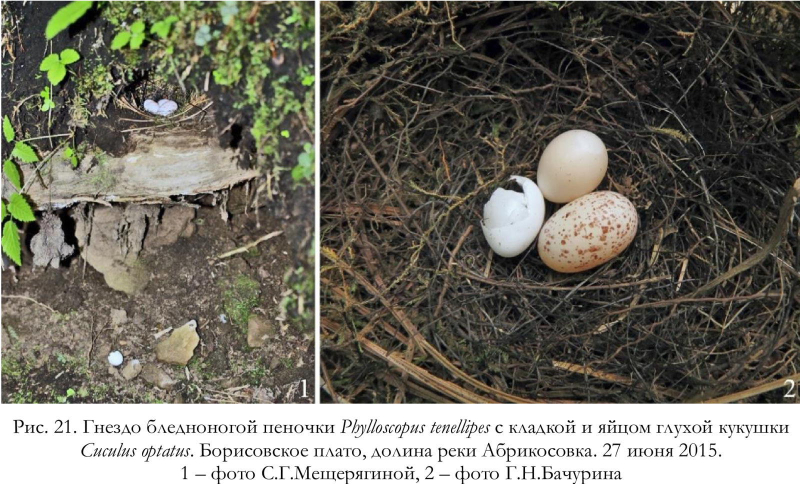 Гнездо бледноногой пеночки Phylloscopus tenellipes с кладкой и яйцом глухой кукушки Cuculus optatus