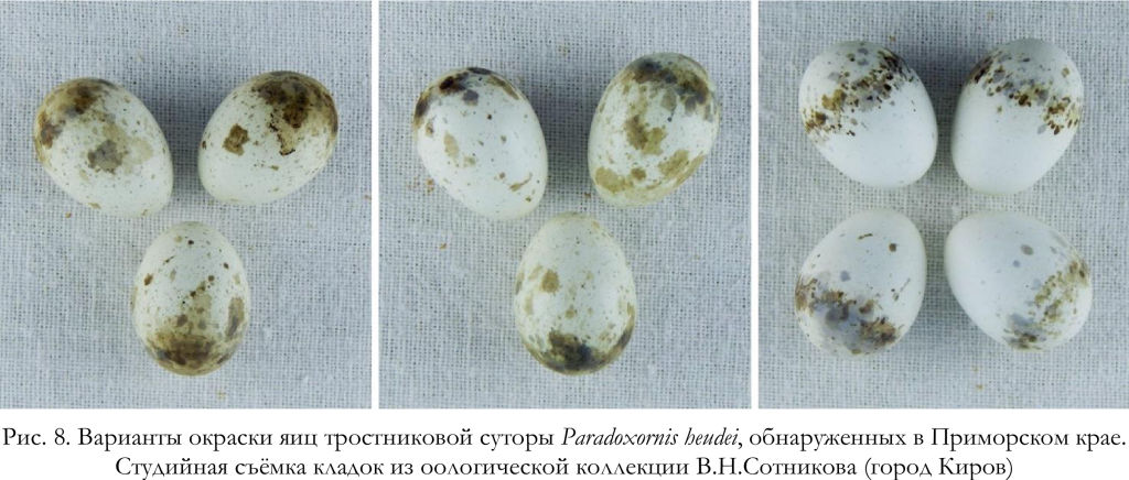 Варианты окраски яиц тростниковой суторы Paradoxornis heudei, обнаруженных в Приморском крае.