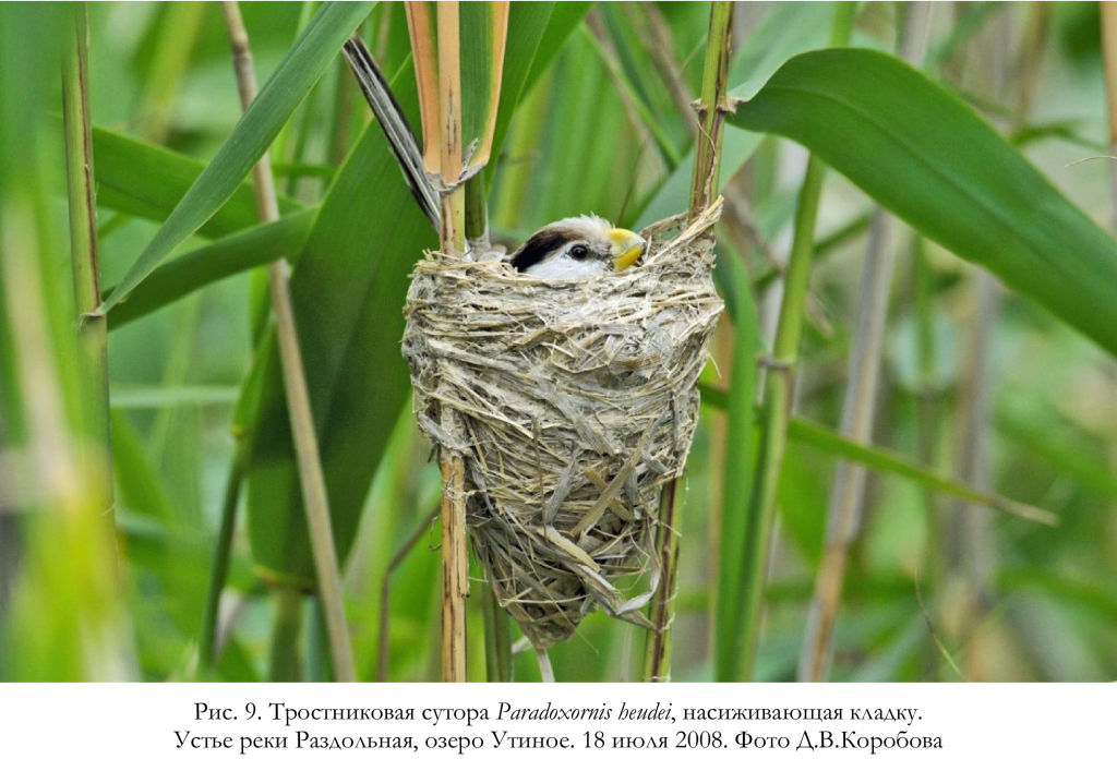 Тростниковая сутора Paradoxornis heudei, насиживающая кладку