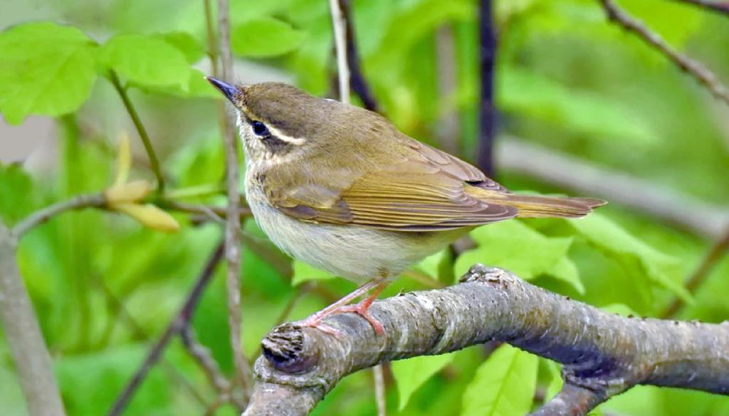 Бледноногая пеночка Phylloscopus tenellipes