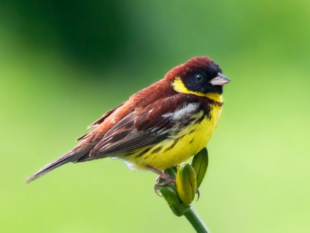 дубровник Ocyris aureolus