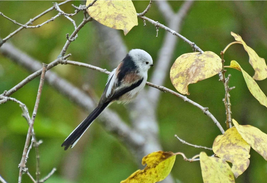 Ополовник Aegithalos caudatus