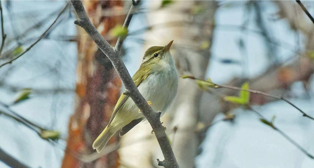 Светлоголовая пеночка Phylloscopus coronatus