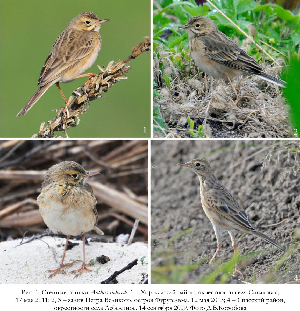 Степные коньки Anthus richardi.