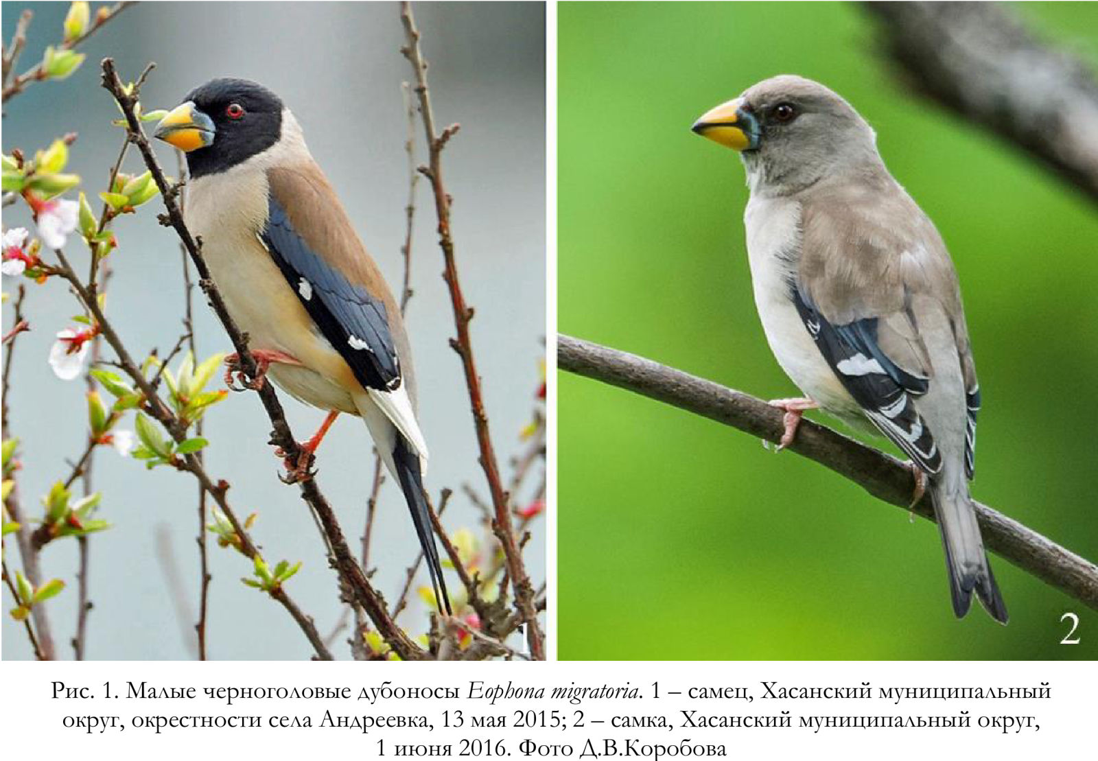Малые черноголовые дубоносы Eophona migratoria