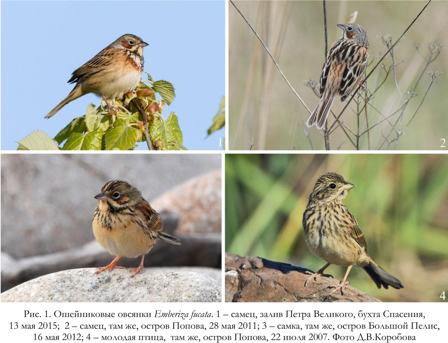 Ошейниковые овсянки Emberiza fucata