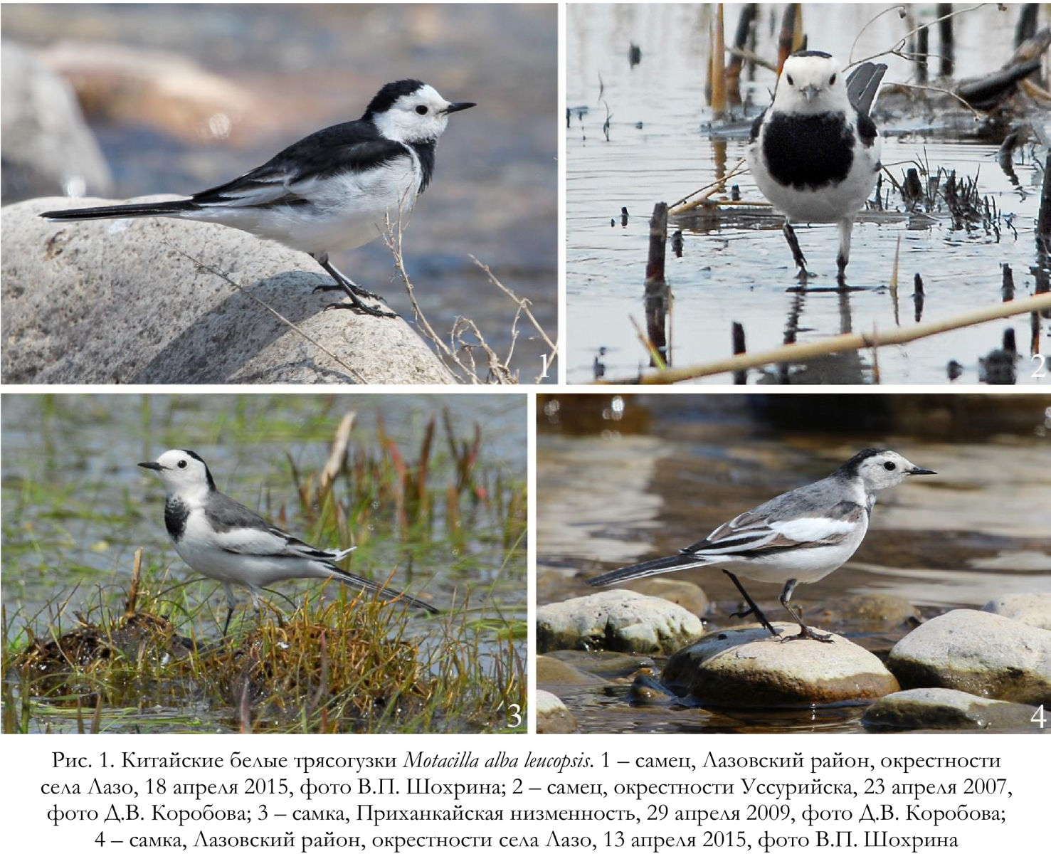 Китайские белые трясогузки Motacilla alba leucopsis.