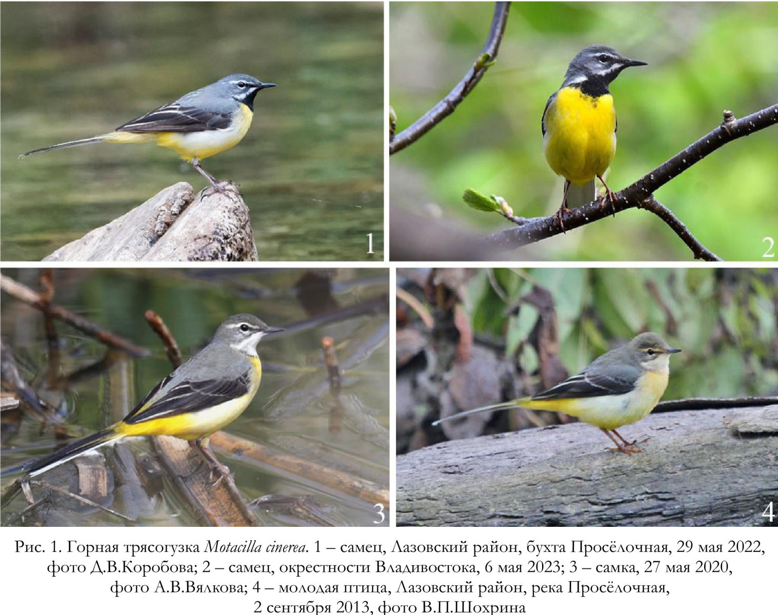 Горная трясогузка Motacilla cinerea.