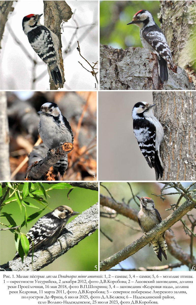 Малые пёстрые дятлы Dendrocopos minor amurensis