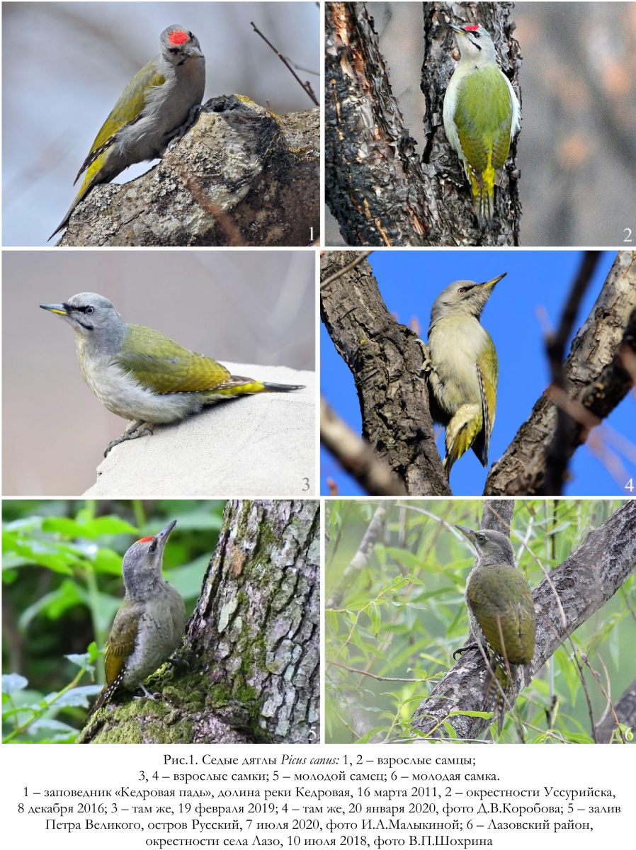 Седые дятлы Picus canus