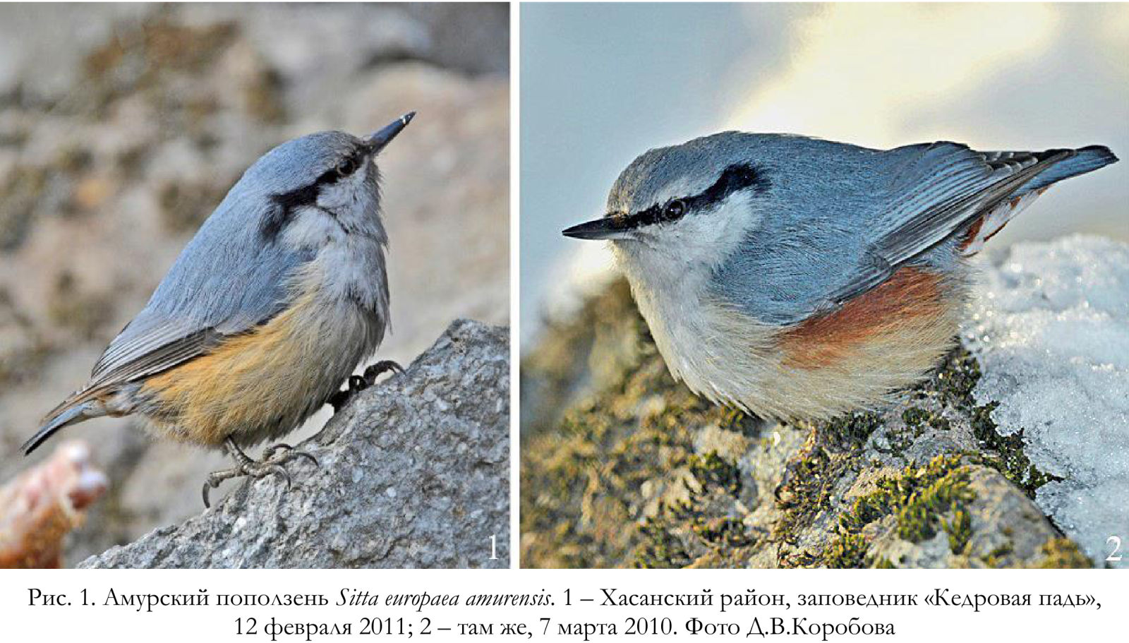 Амурский поползень Sitta europaea аmurensis.