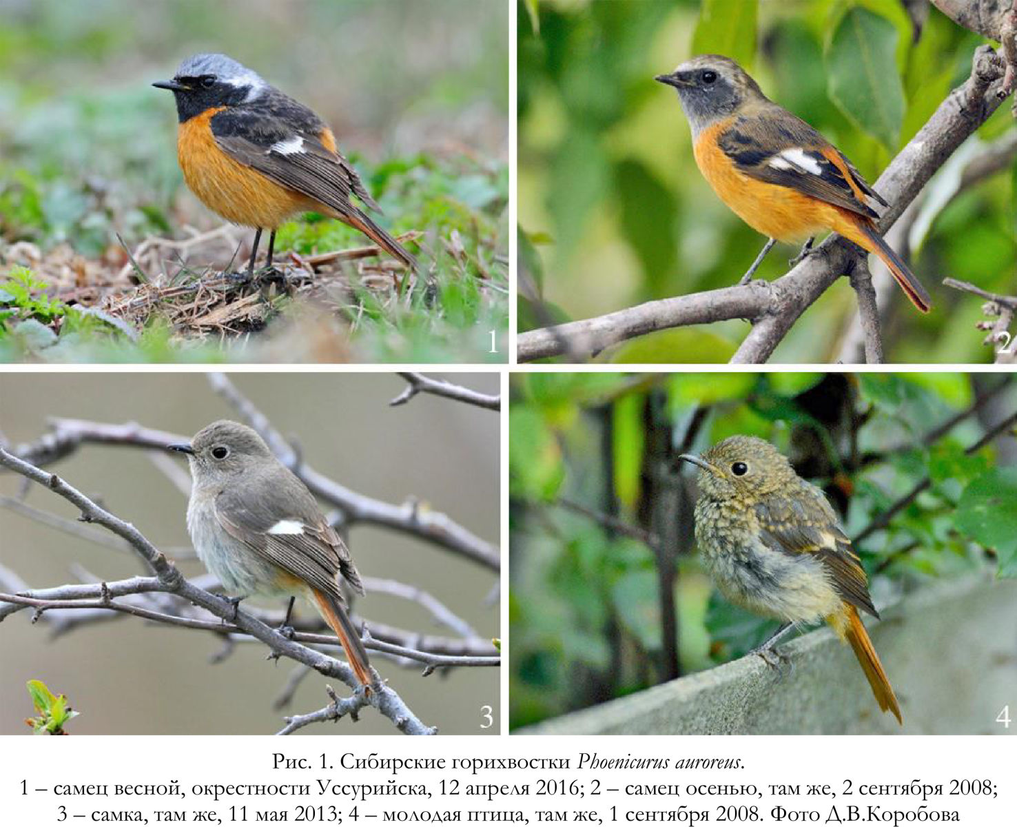 Сибирские горихвостки Phoenicurus auroreus