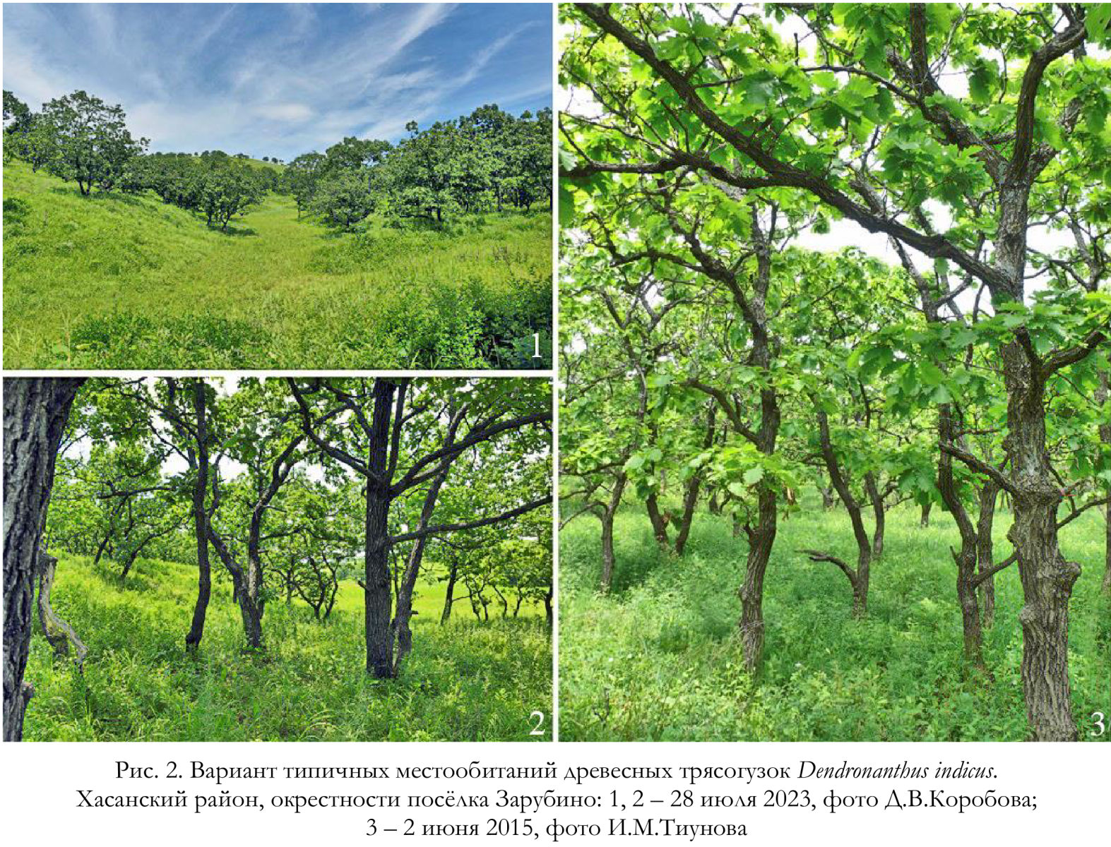 Вариант типичных местообитаний древесных трясогузок Dendronanthus indicus