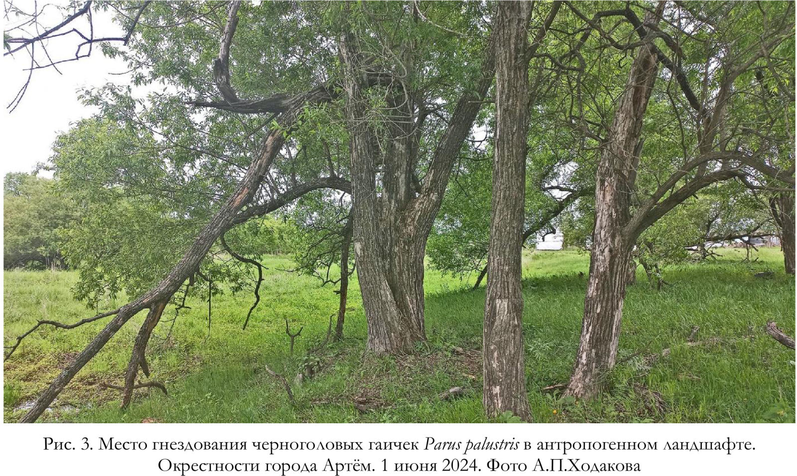 Место гнездования черноголовых гаичек Parus palustris в антропогенном ландшафте