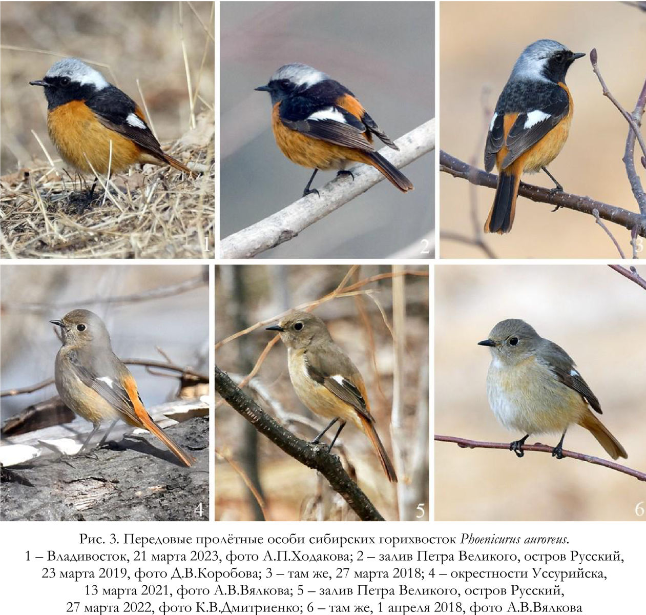 Передовые пролётные особи сибирских горихвосток Phoenicurus auroreus