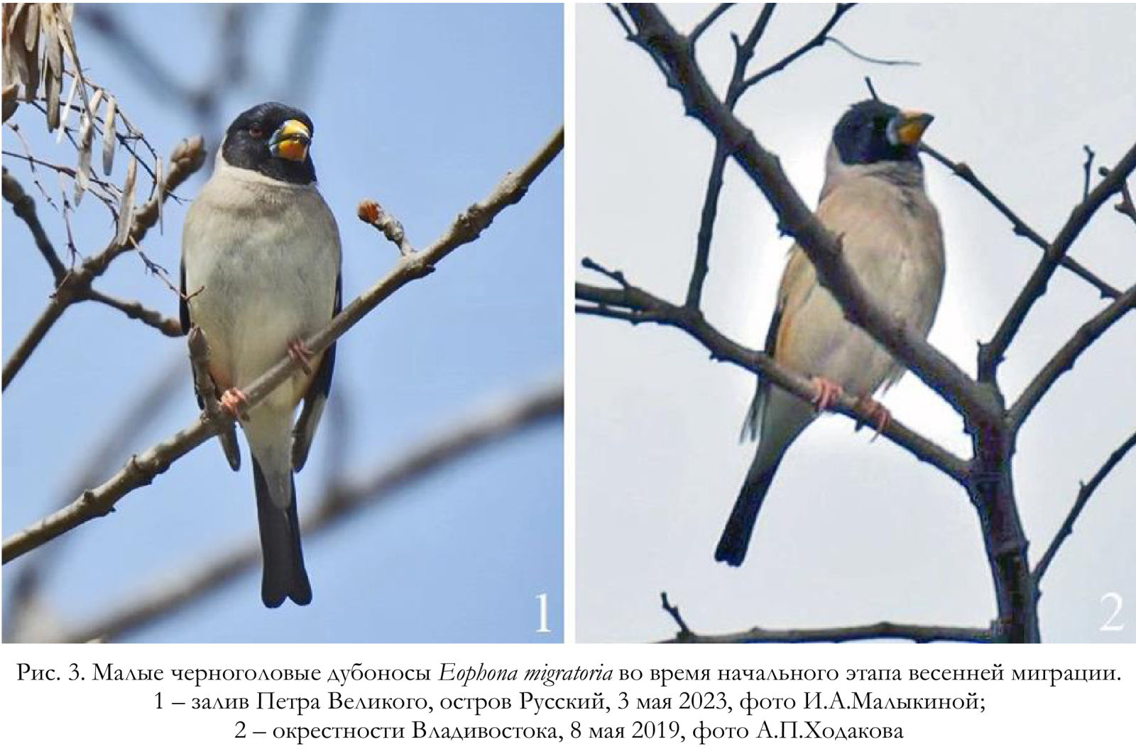 Малые черноголовые дубоносы Eophona migratoria во время начального этапа весенней миграции.
