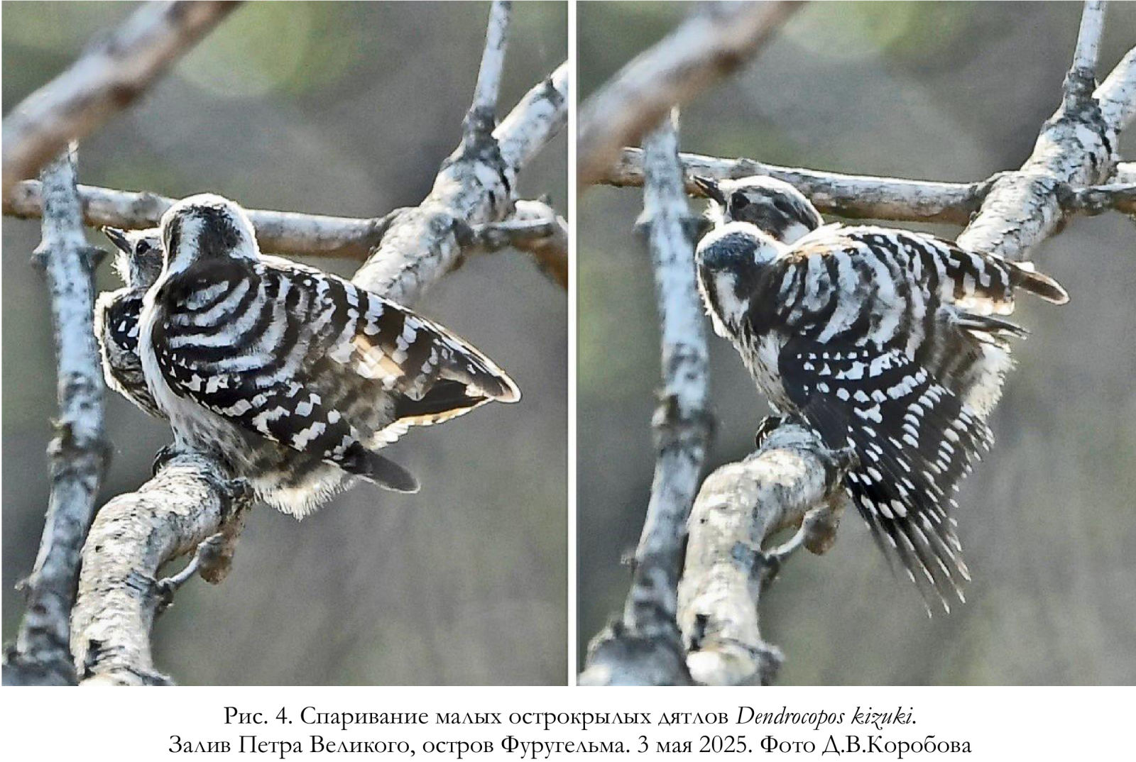 Спаривание малых острокрылых дятлов Dendrocopos kizuki.