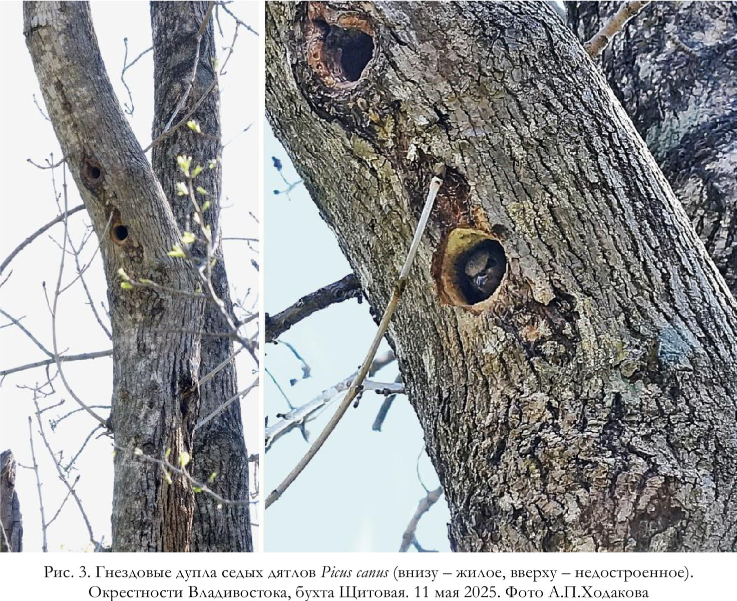 Гнездовые дупла седых дятлов Picus canus