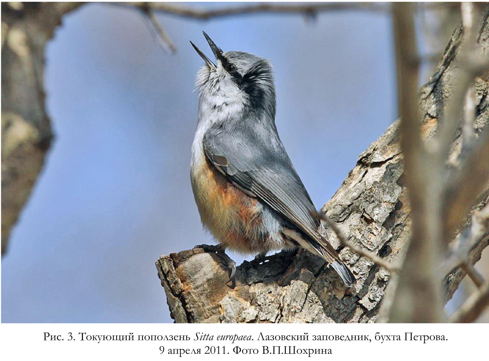 Токующий поползень Sitta europaea.
