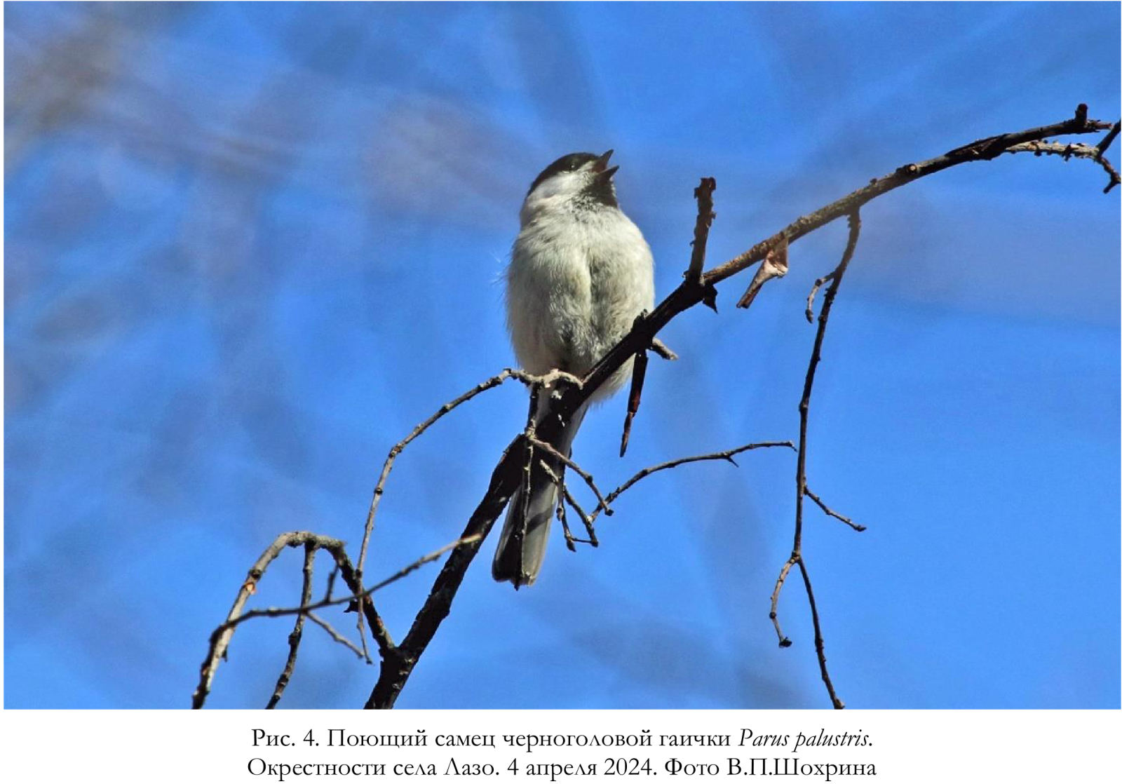 Поющий самец черноголовой гаички Parus palustris