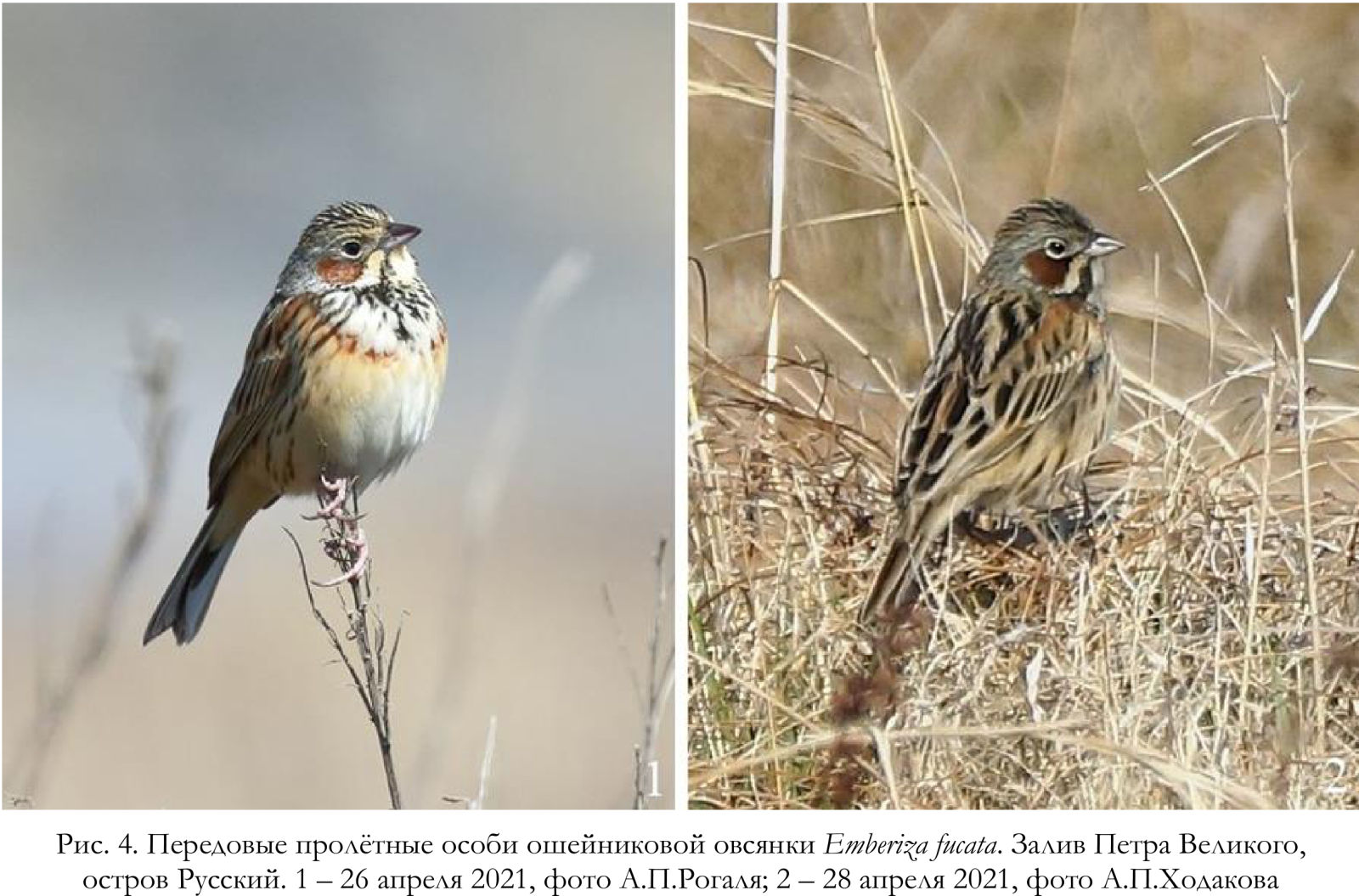 Передовые пролётные особи ошейниковой овсянки Emberiza fucata.