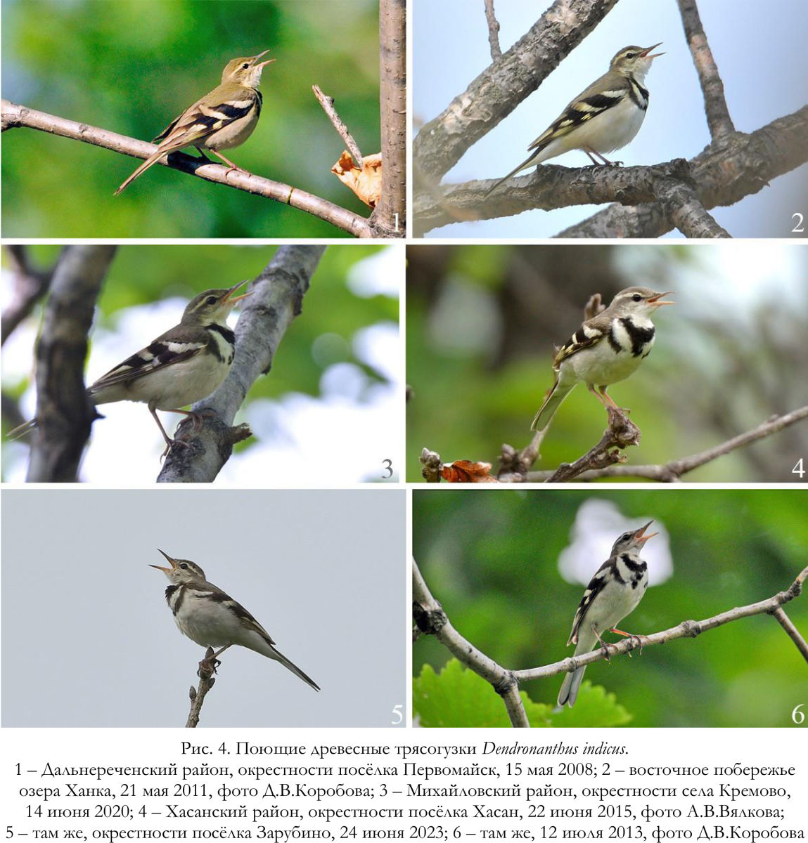 Поющие древесные трясогузки Dendronanthus indicus.