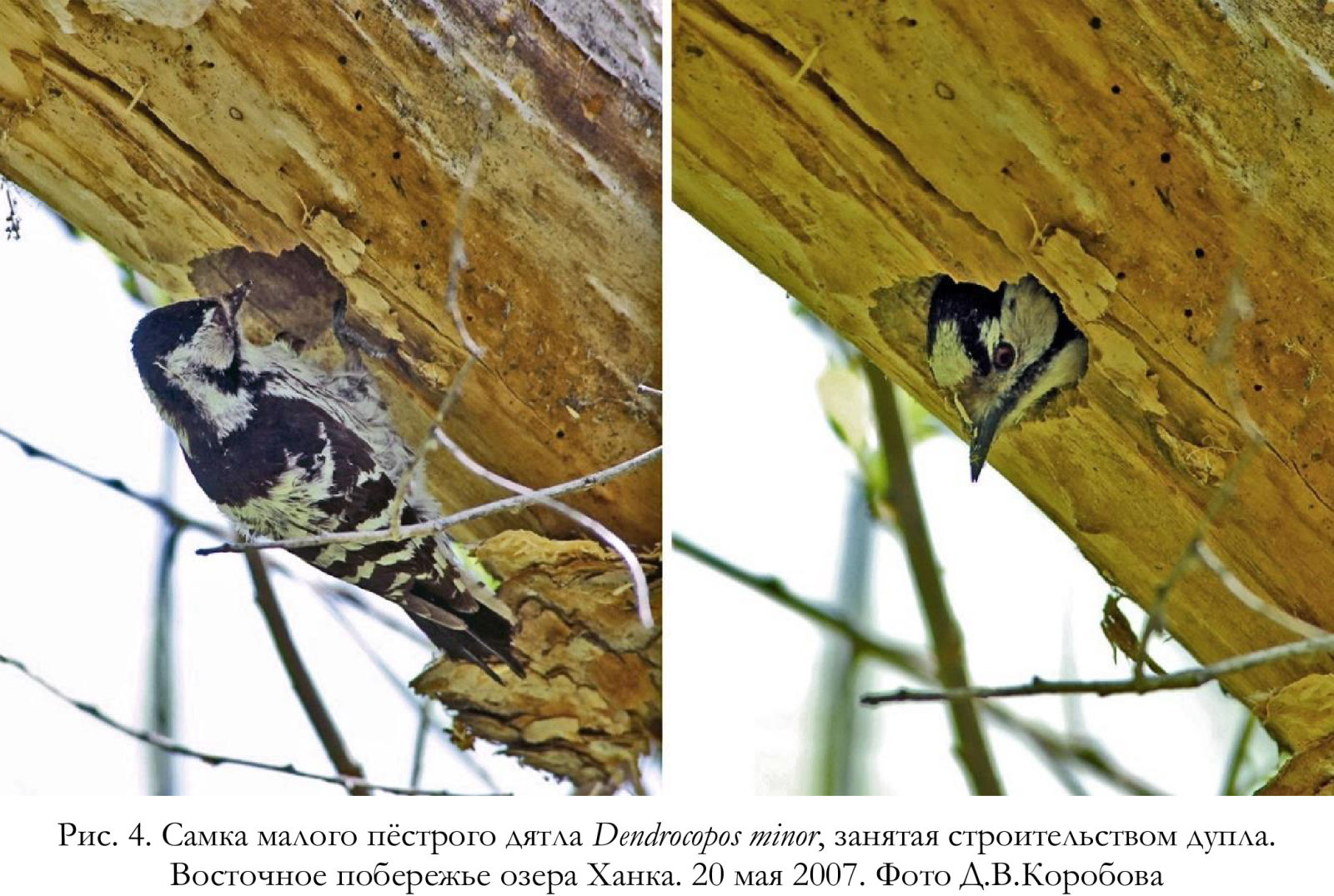 Самка малого пёстрого дятла Dendrocopos minor, занятая строительством дупла.