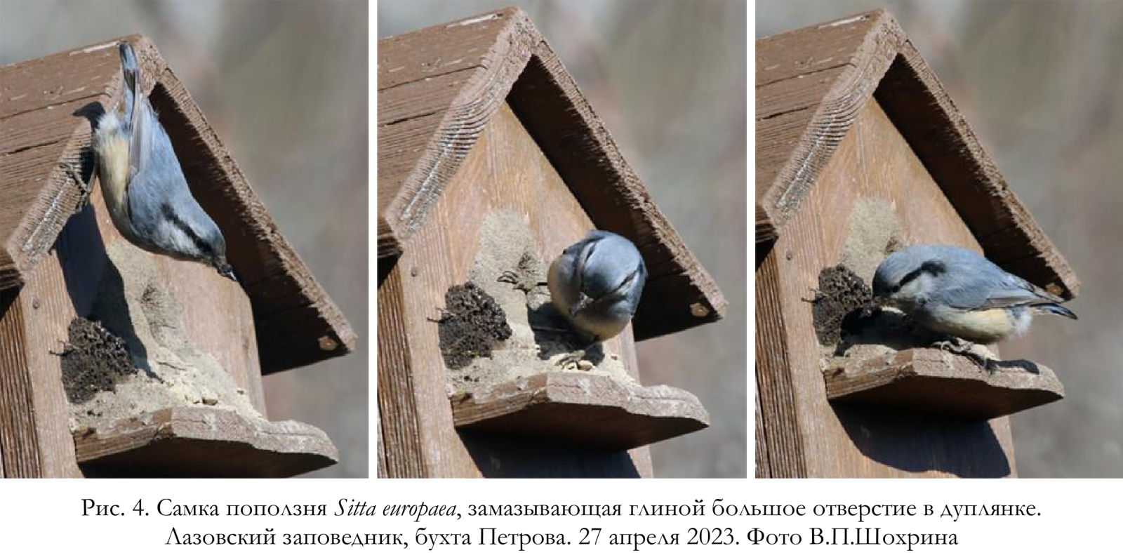 Самка поползня Sitta europaea, замазывающая глиной большое отверстие в дуплянке
