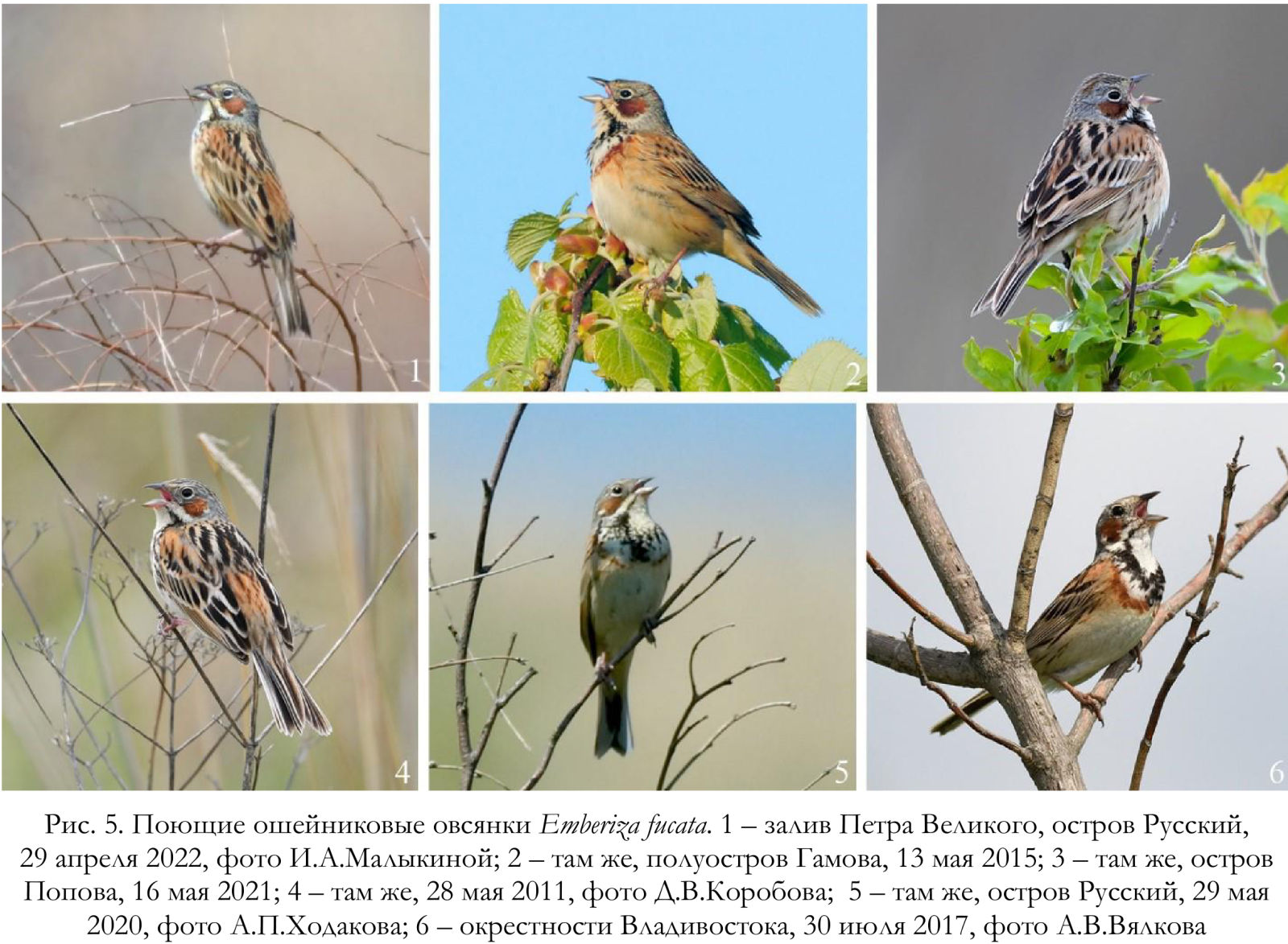 Поющие ошейниковые овсянки Emberiza fucata
