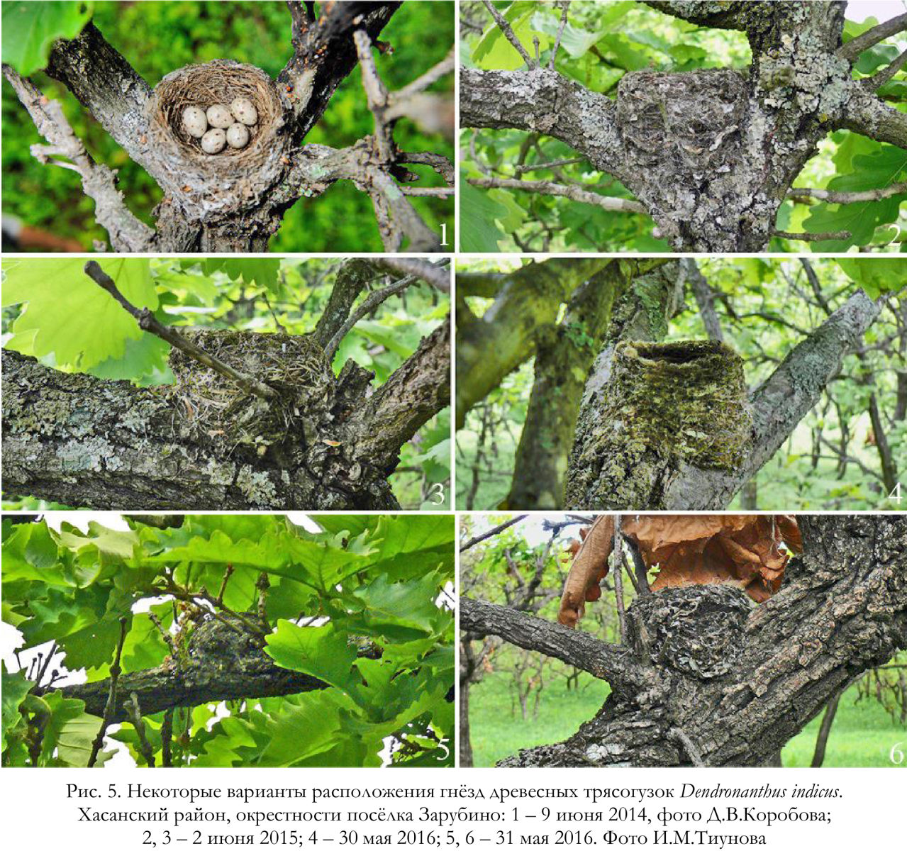 Некоторые варианты расположения гнёзд древесных трясогузок Dendronanthus indicus