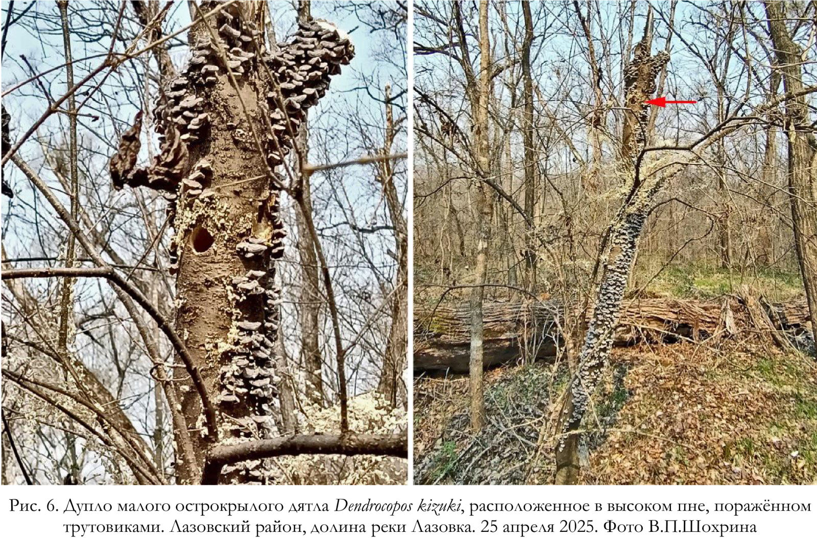 Дупло малого острокрылого дятла Dendrocopos kizuki, расположенное в высоком пне, поражённом
трутовиками.