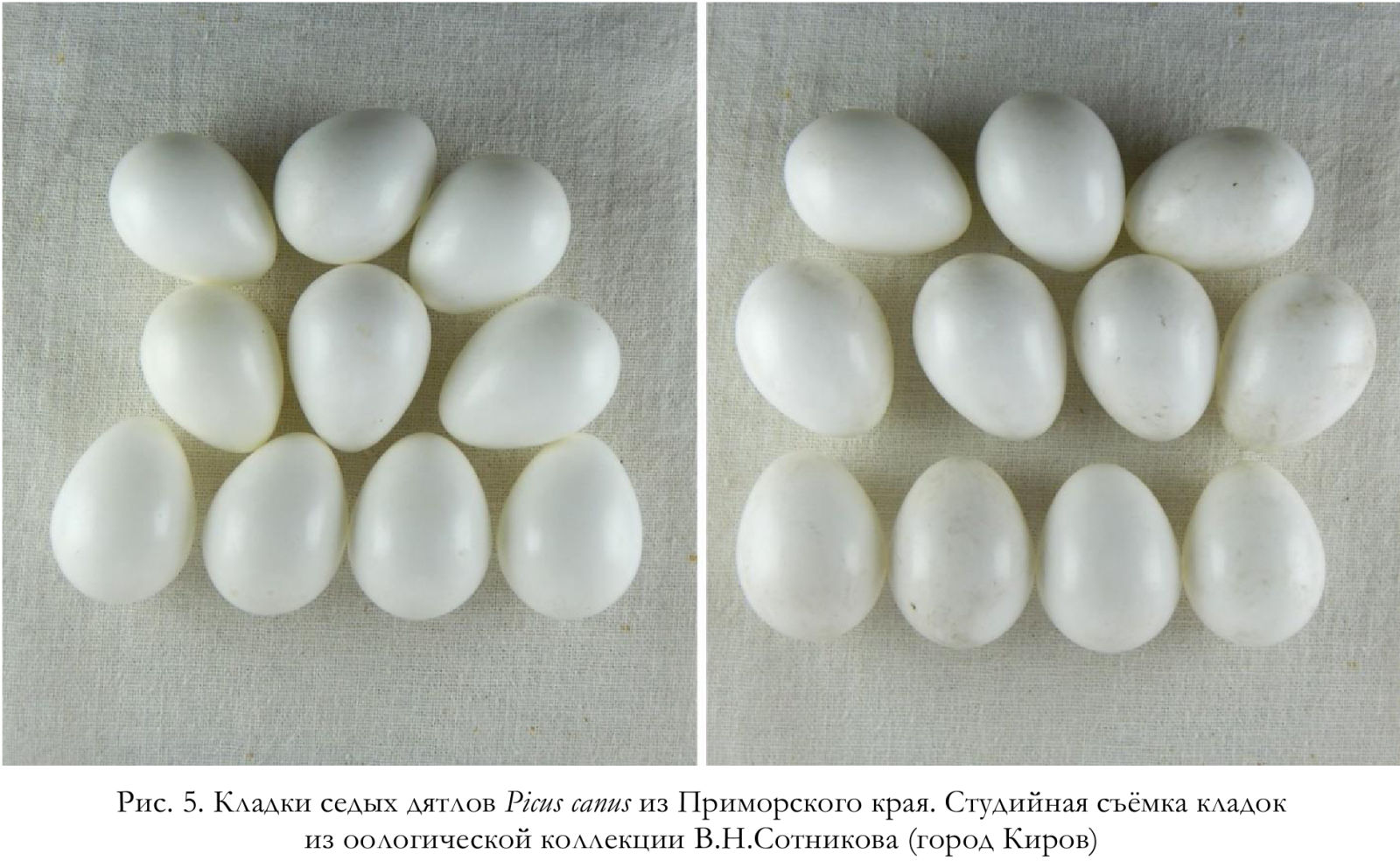 Кладки седых дятлов Picus canus из Приморского края.