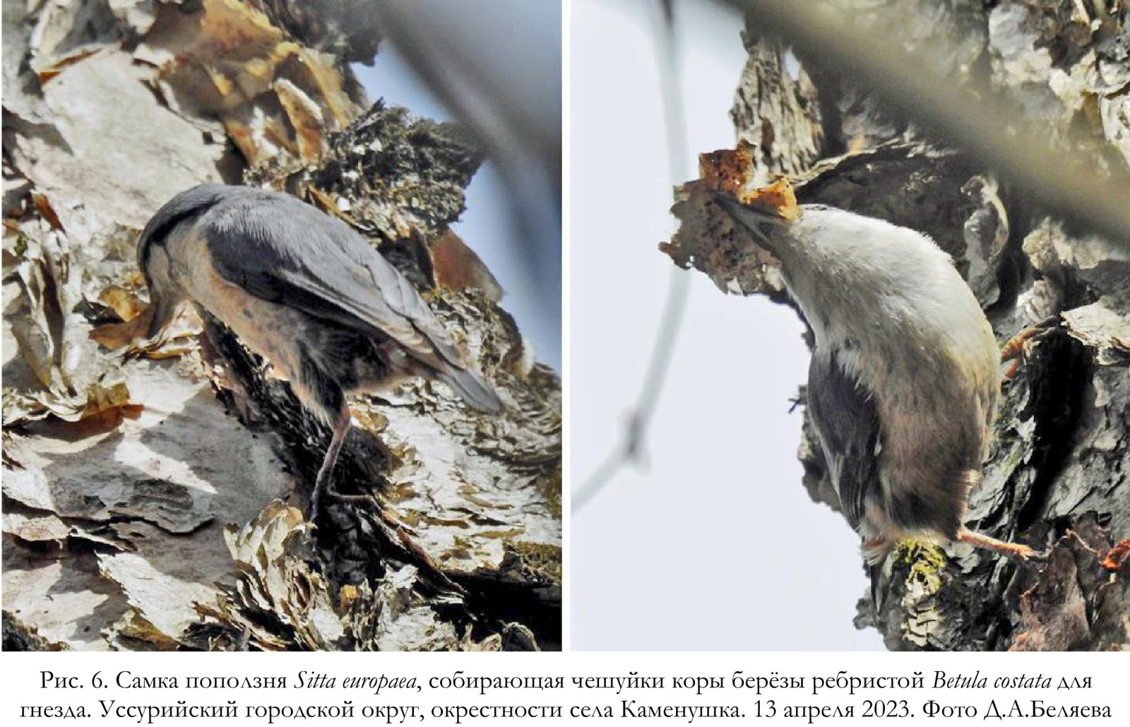 Самка поползня Sitta europaea, собирающая чешуйки коры берёзы ребристой Betula costata для гнезда.
